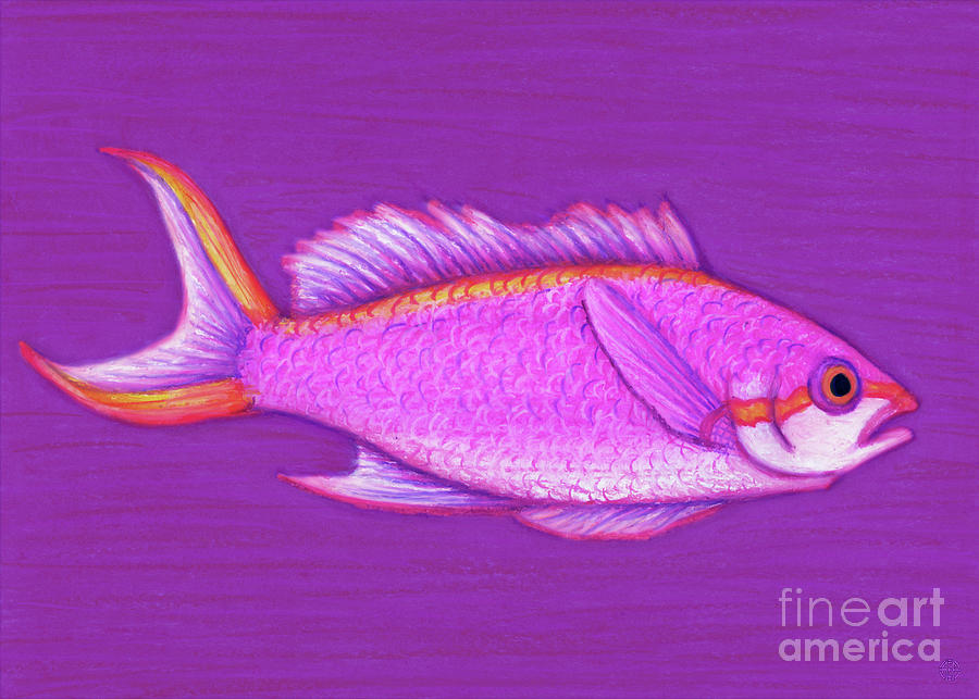 Purple Queen Anthias Painting by Amy E Fraser