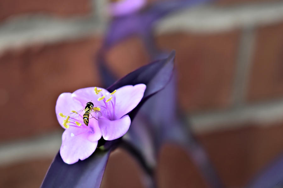 Purple Queen Pollination Photograph by Kathy K McClellan