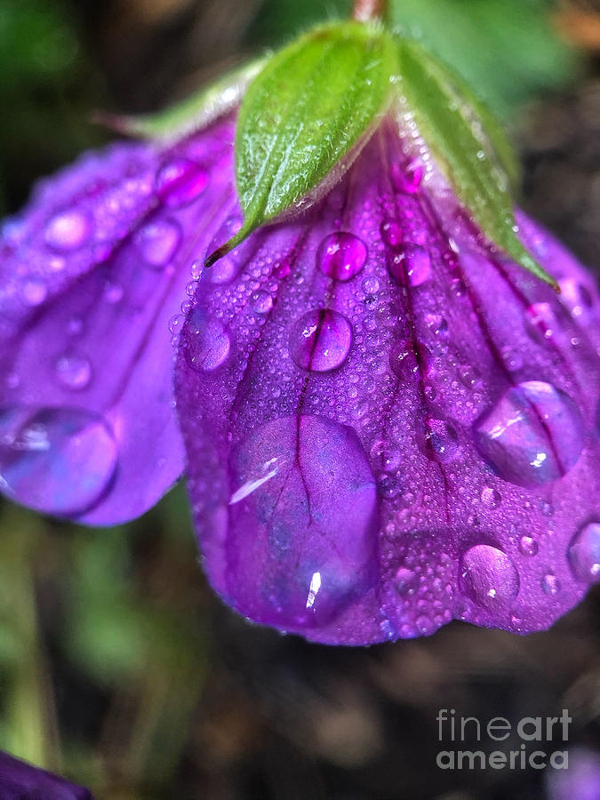 Purple Rain Photograph by Diana Rajala
