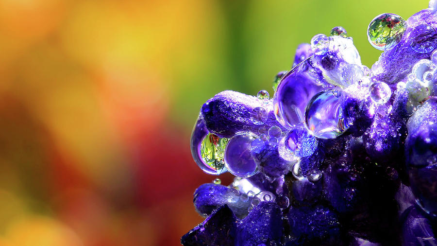 Purple Rain Photograph