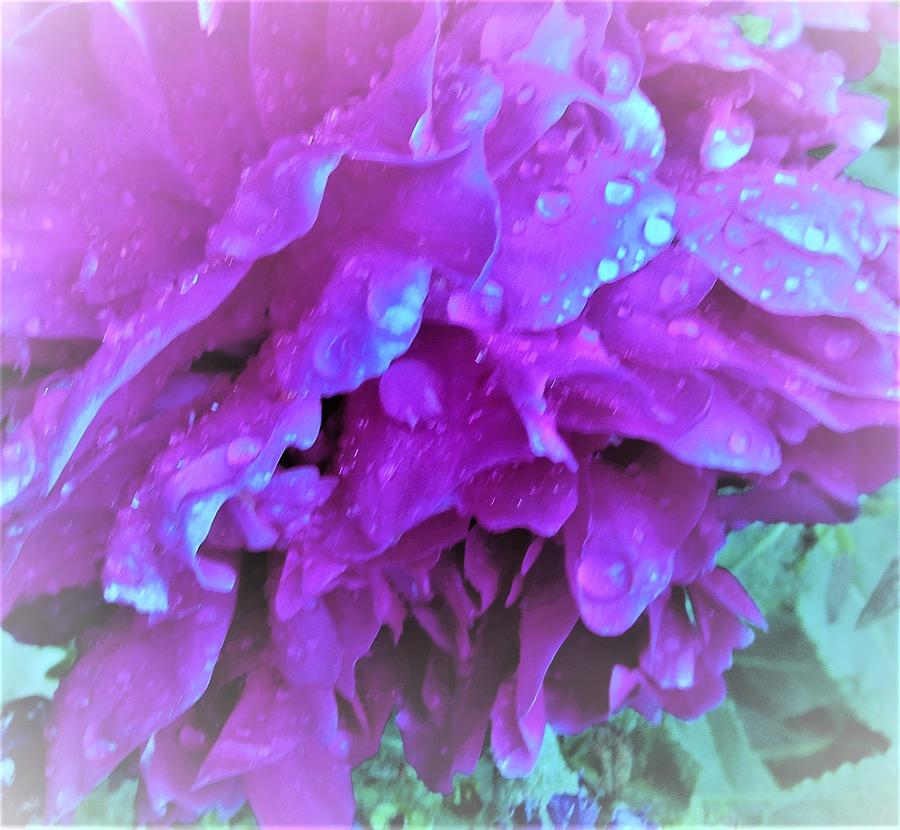 Purple Rain Photograph by Sharon Ackley