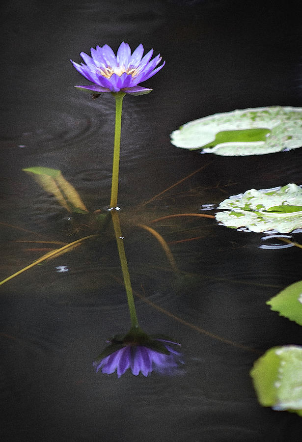 Purple Reflection In Watercolor Photograph