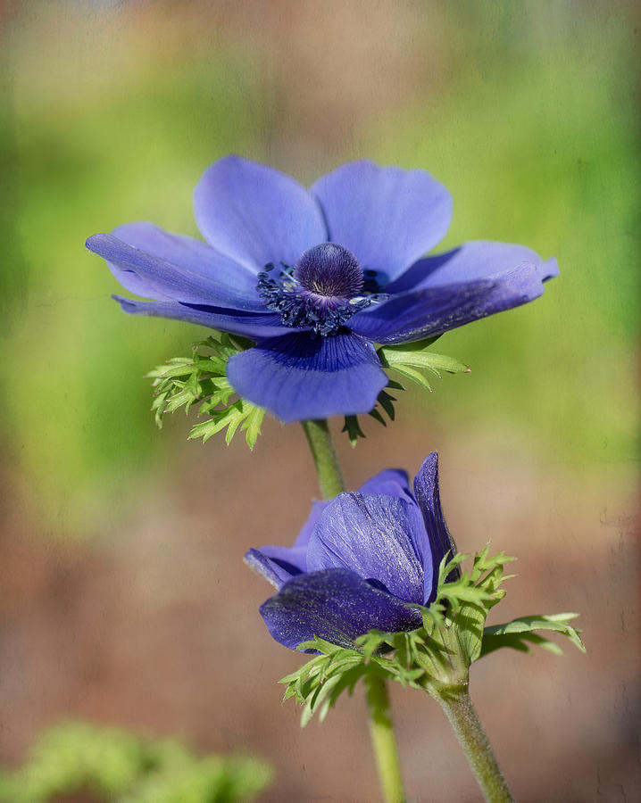 Nature Photograph - Purple Reign Anemone by Fraida Gutovich
