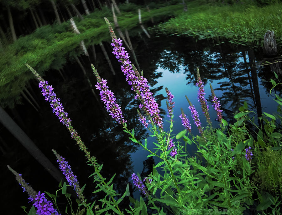 Nature Photograph - Purple Reign by Jerry LoFaro
