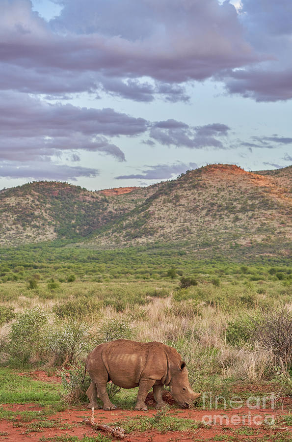 Purple Rhino Photograph by Brian Kamprath