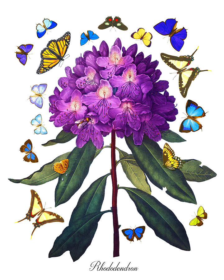 Purple Rhododendron, Antique Copperplate Print with Multi-Colored Butterflies, Sharp PNG Painting by Kathy Anselmo Purple Rhododendron, Antique Copperplate Print with Multi-Colored Butterflies, Sharp PNG Painting by Kathy Anselmo