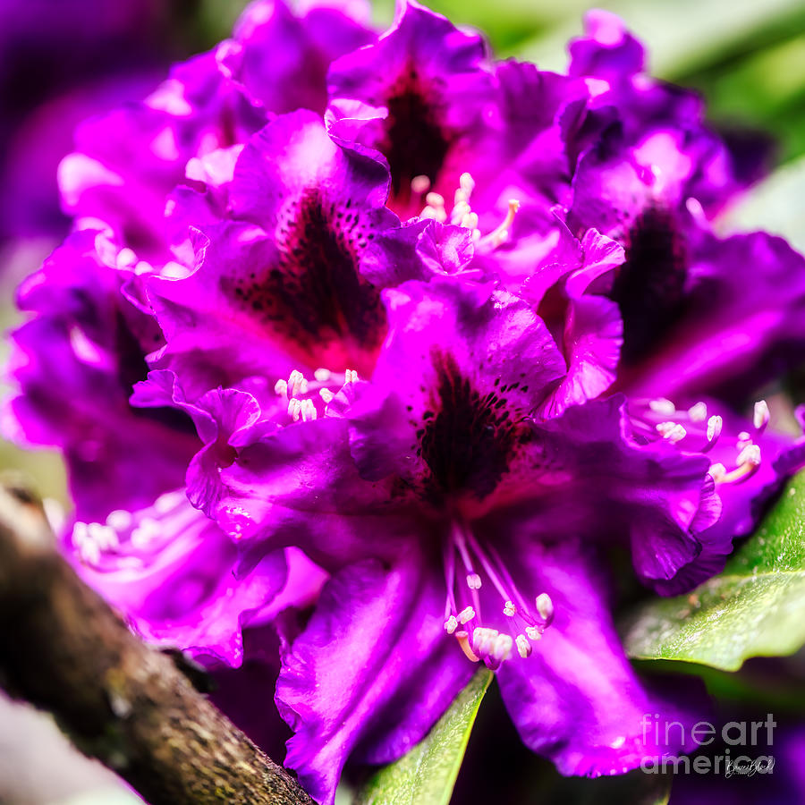 Purple Rhododendron Photograph by Bruce Block