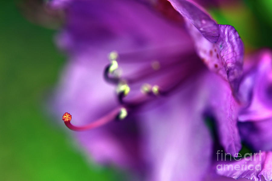 Purple Rhododendron Photograph by Terry Elniski