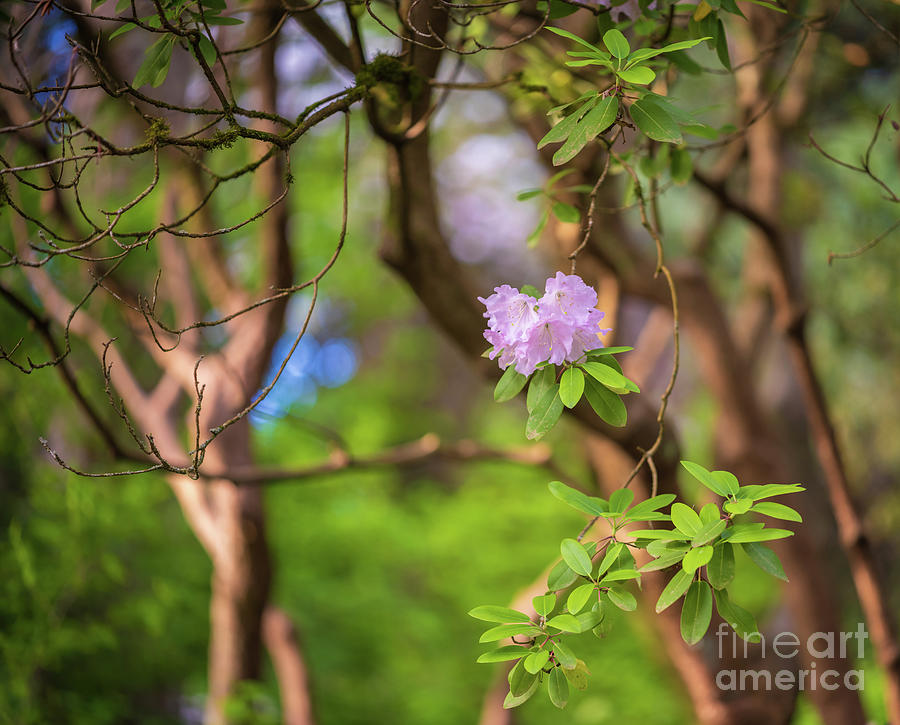 Purple Rhododendrons Dangling Photograph