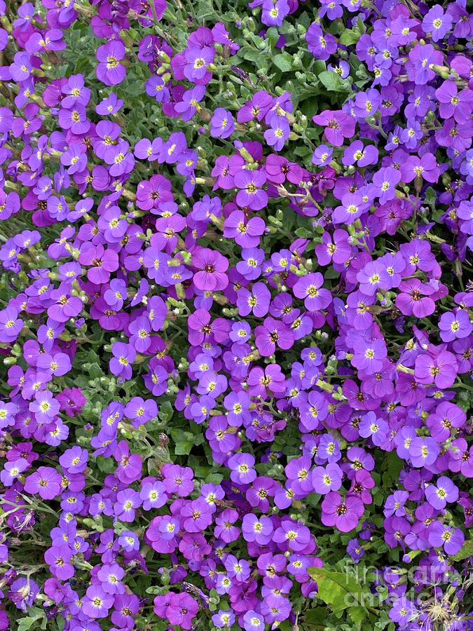 Purple Rock Cress Flower Petals Photograph by Douglas Brown - Fine Art ...