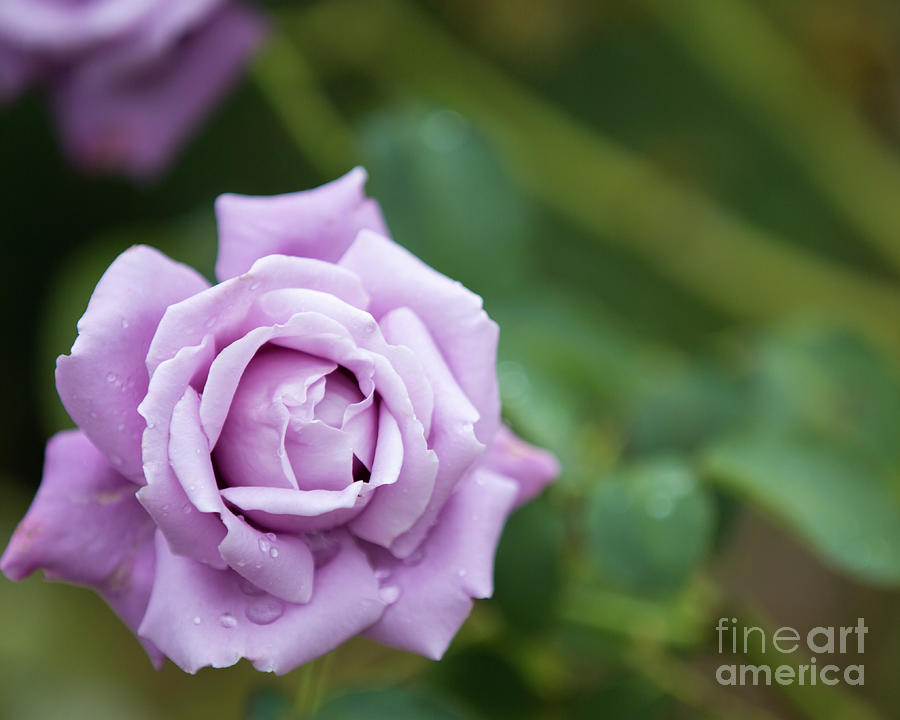 Purple rose Photograph by Agnes Caruso