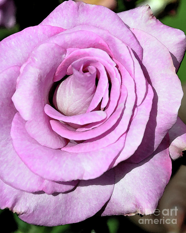 Purple Rose Bloom Digital Art by Kirt Tisdale