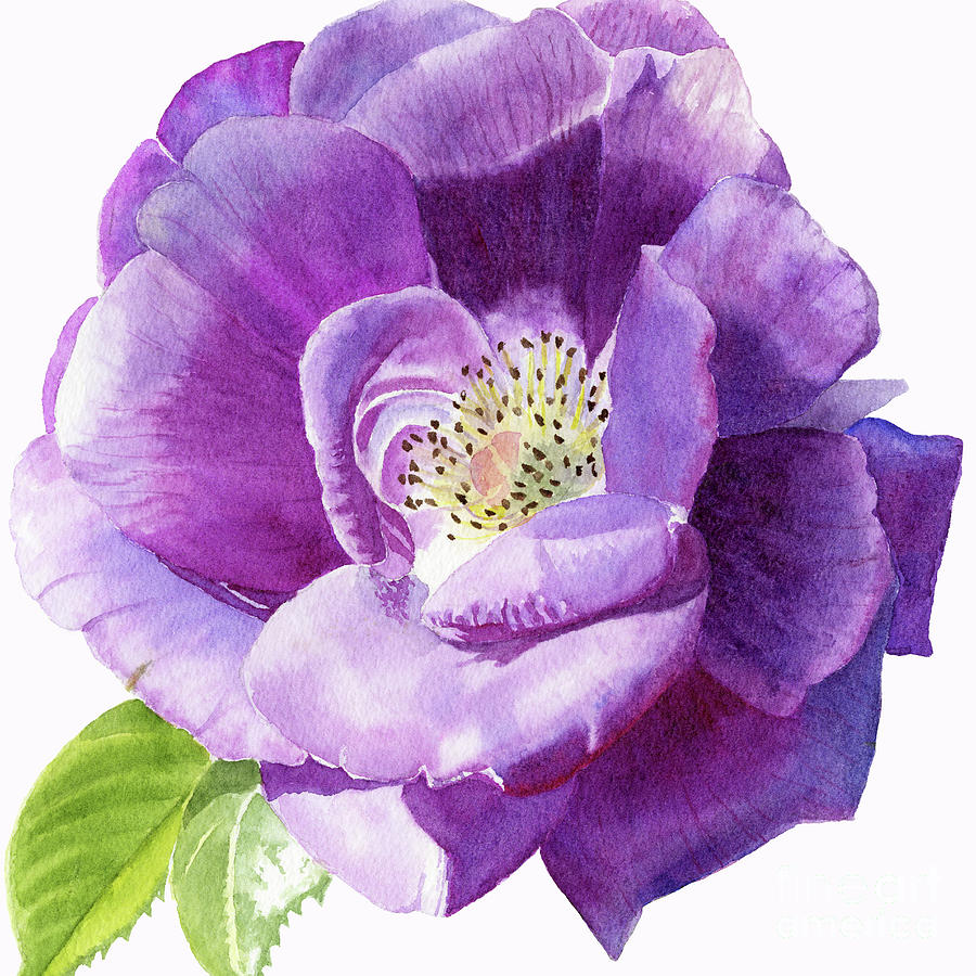 Purple Rose Flower Square Design  Painting by Sharon Freeman
