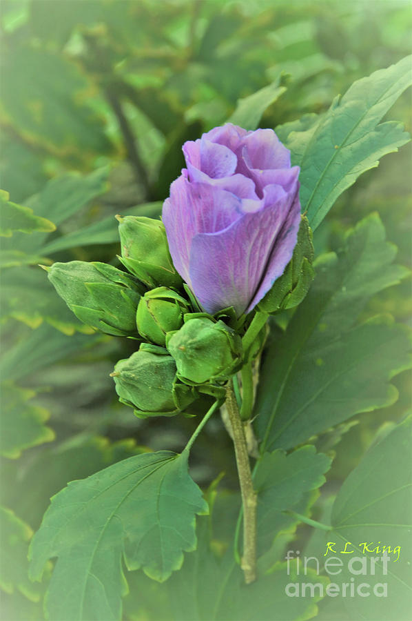 Purple Rose of Sharon Natural Bouquet 2 Photograph by Robyn King