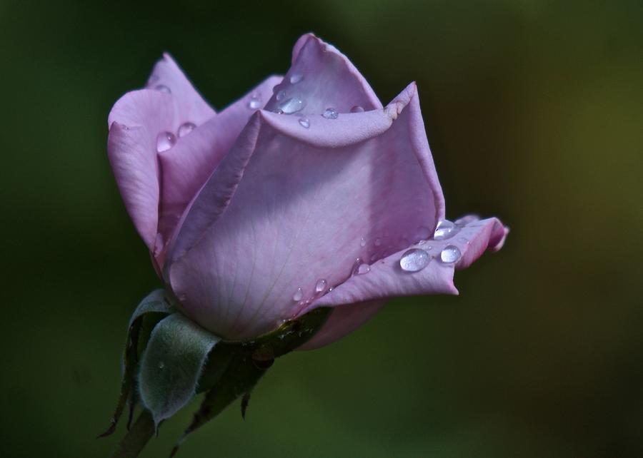 Purple Rose Oil Photograph by Richard Cummings