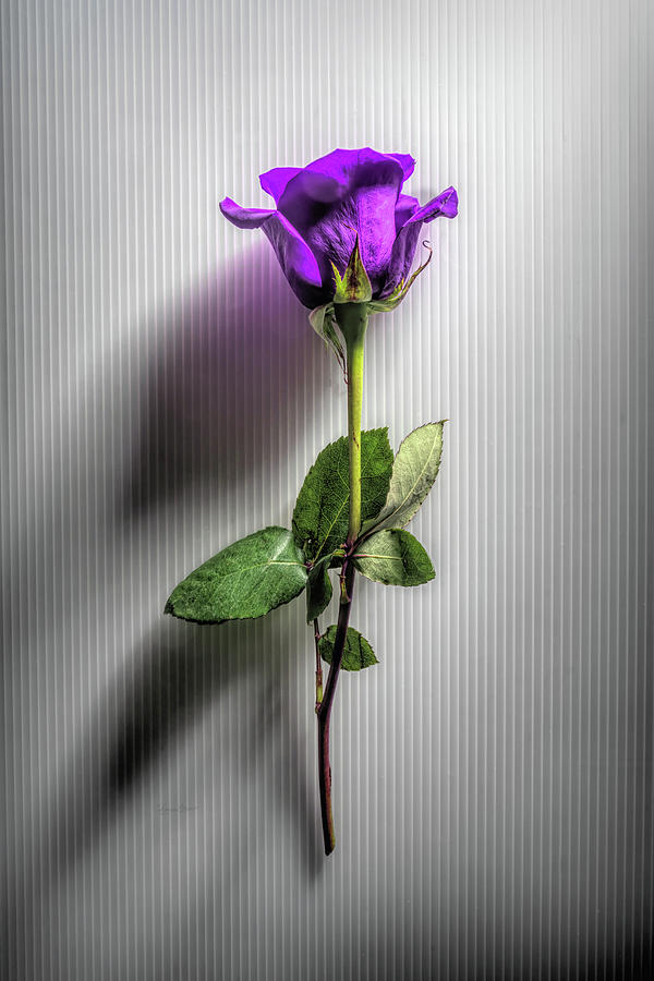 Purple Rose Shadow Photograph by Sharon Popek
