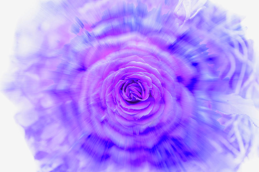 Purple Rose Photograph by Sharon Popek