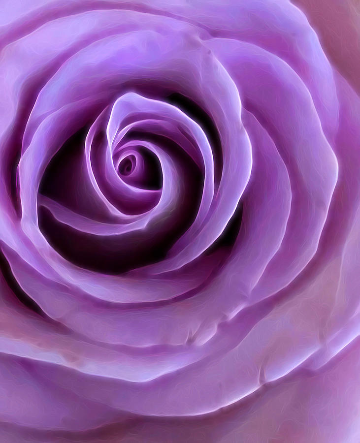 Purple Rose  Photograph by Steph Gabler