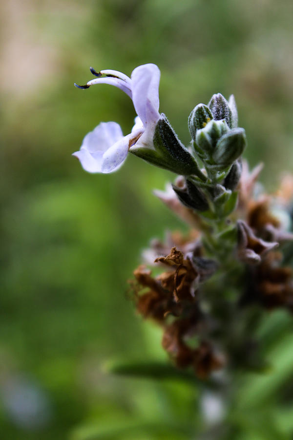 Purple Rosemary Flower Photograph by W Craig Photography