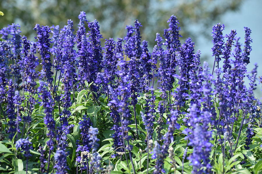 Purple Sage Photograph by Niki Ravan - Fine Art America