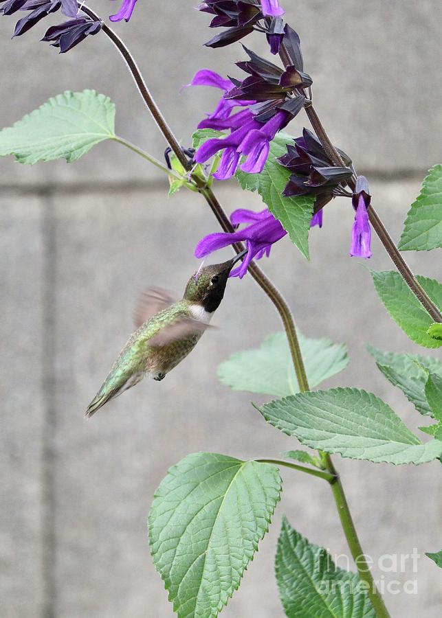 Purple Saliva Hummingbird Photograph