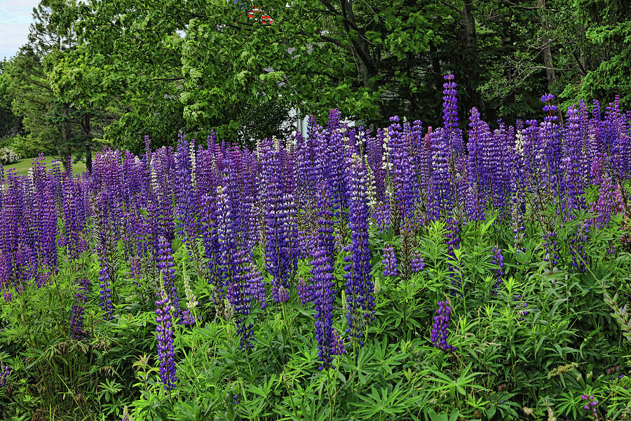 Purple Lupines 2 Photograph by Allen Beatty