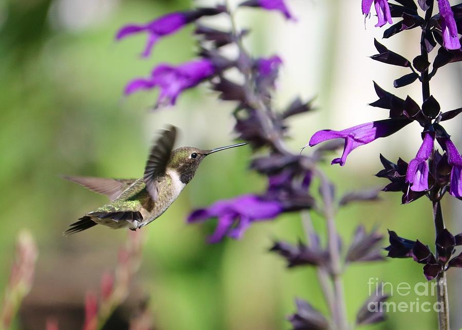 Purple Salvia Beckoning Hummingbird Photograph by Carol Groenen