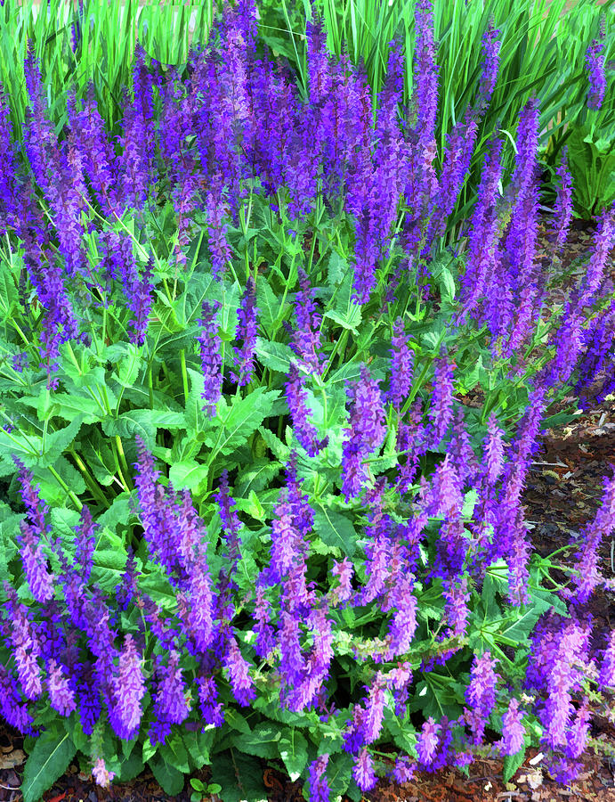 Purple Salvia Plant - Photopainting Photograph by Allen Beatty | Fine ...