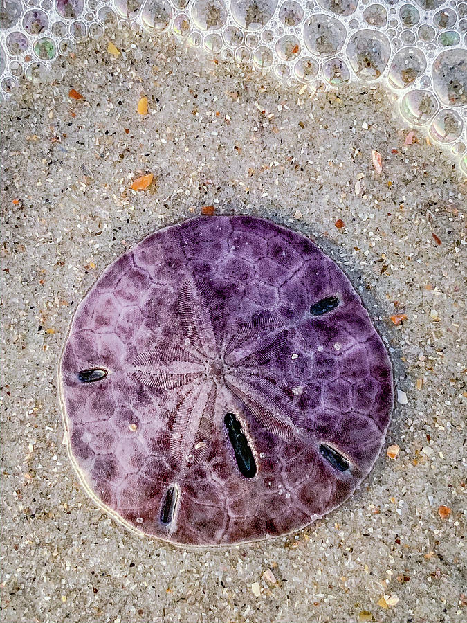 Purple Sand Dollar Photograph by Dawna Moore Photography