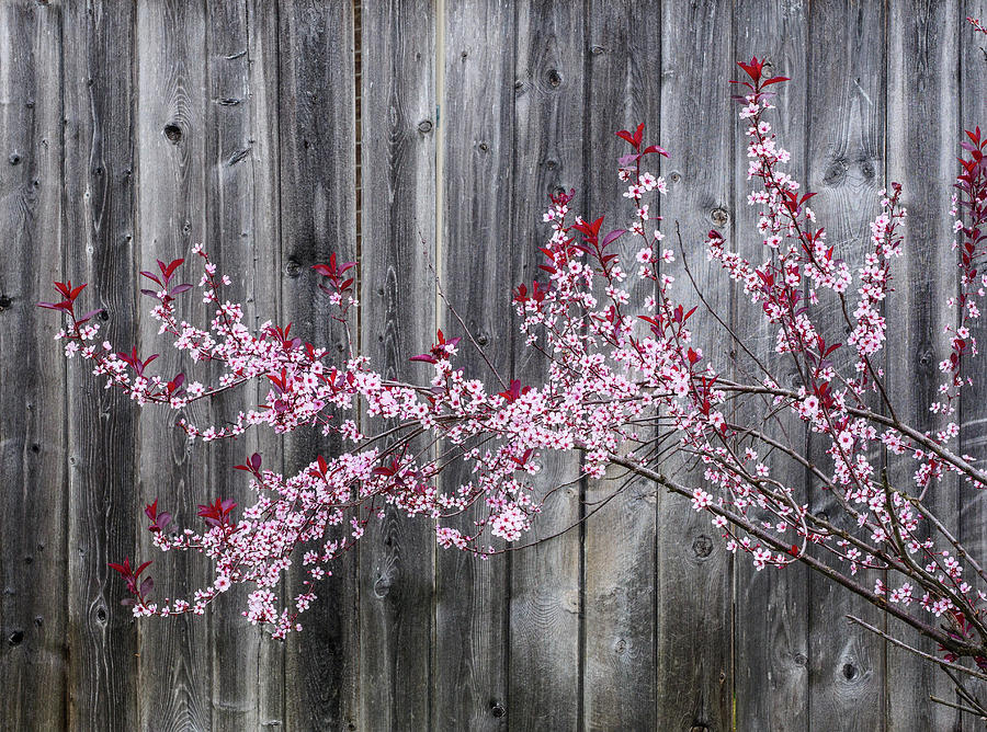 Flower Photograph - Purple Sandcherry in bloom. by Rob Huntley