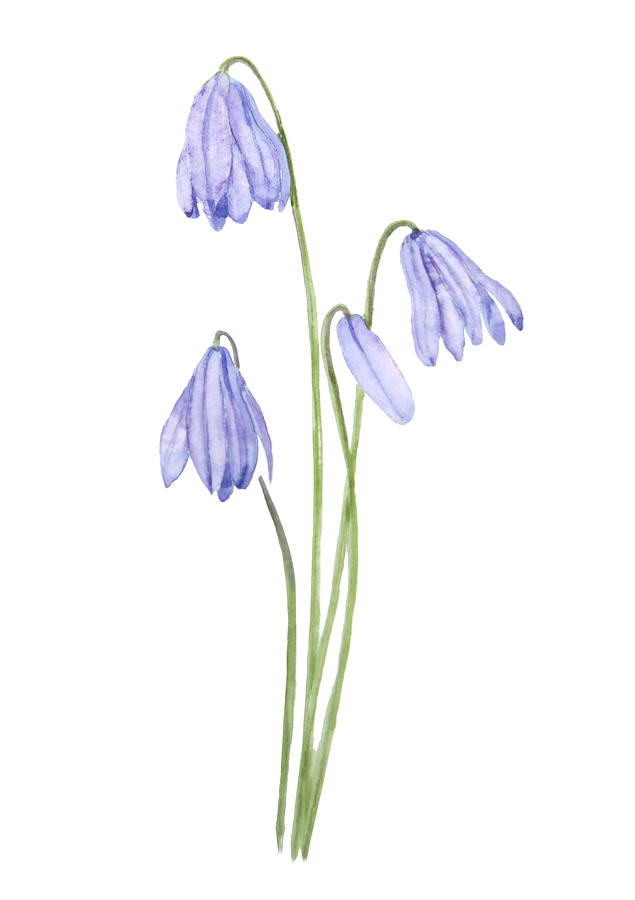 Purple Scilla Siberica Watercolor Flowers Painting by Color Color ...