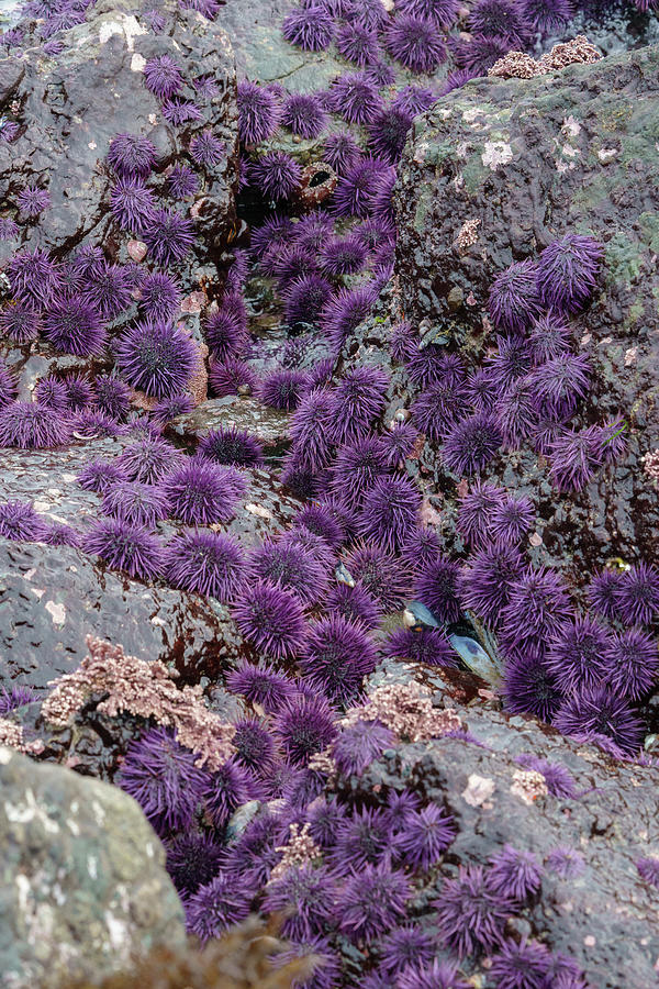 Purple Sea Urchins Photograph by Mike Fusaro