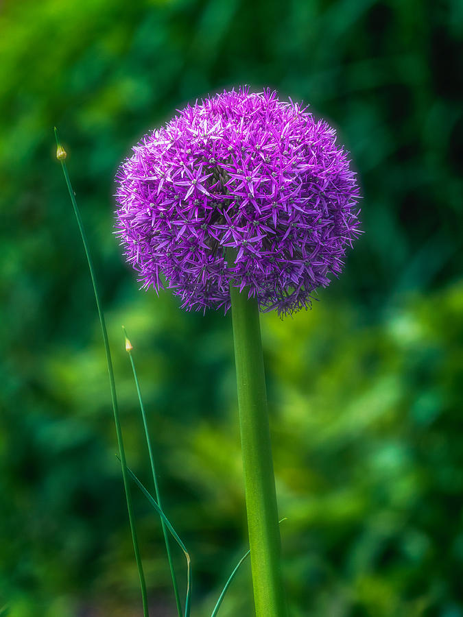 Purple Sensation Allium  Photograph by Allin Sorenson