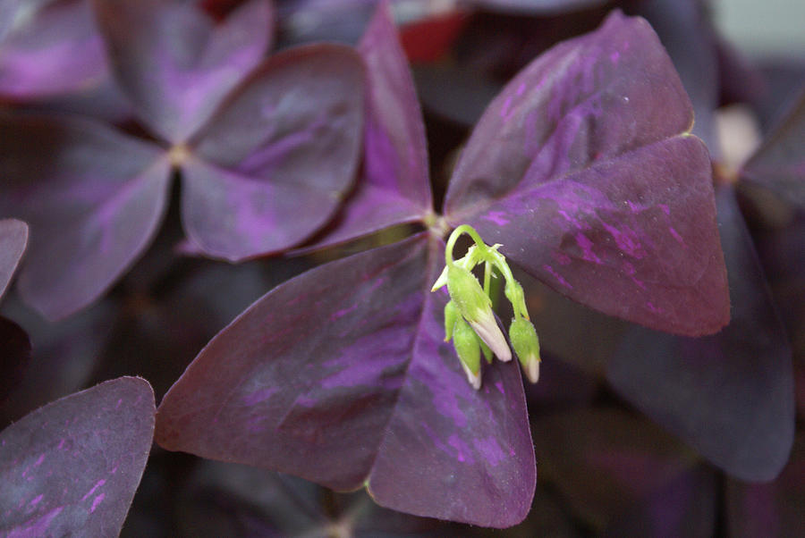 Purple Shamrock Buds Photograph by Heather E Harman