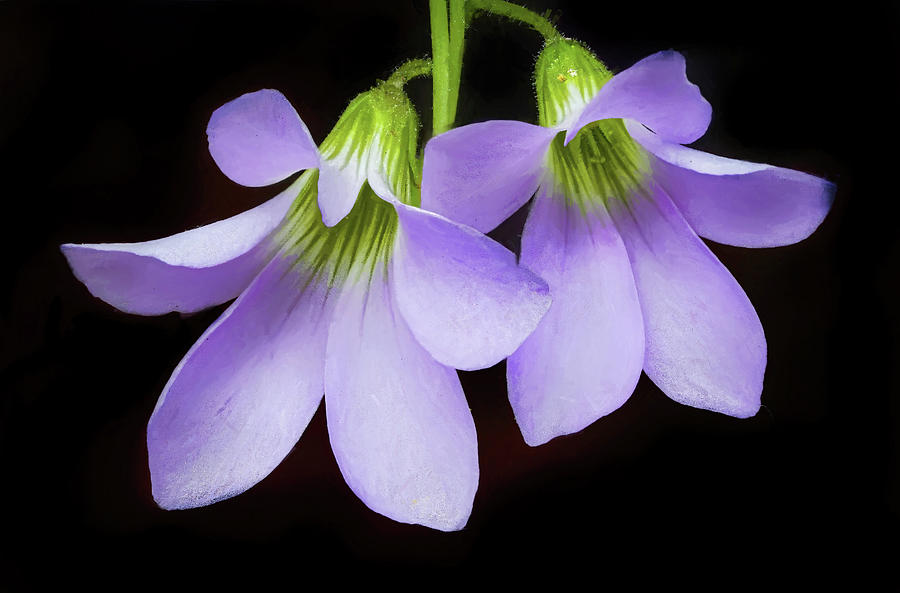 Purple Shamrock Flowers Photograph by Gary Slawsky