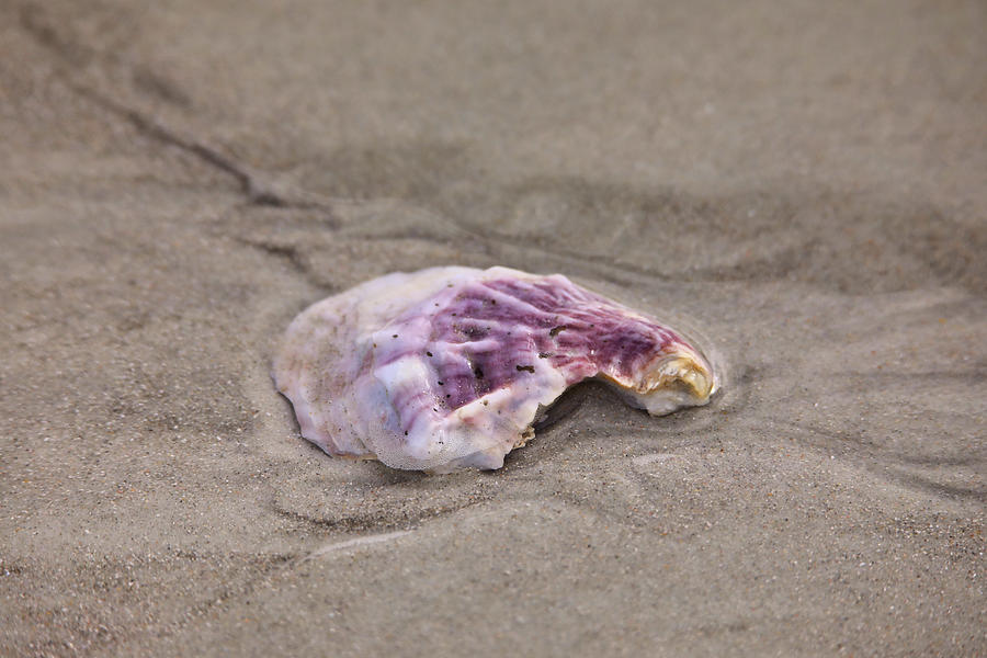 Purple Shell Photograph by Scott Burd
