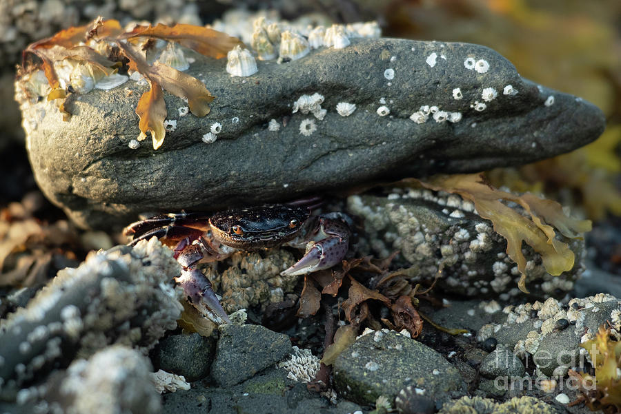 Animal Photograph - Purple Shore Crab Hiding Place by Nancy Gleason