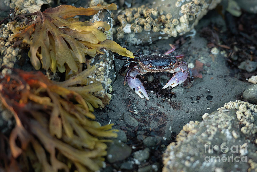 Nature Photograph - Purple Shore Crab in Sitka by Nancy Gleason