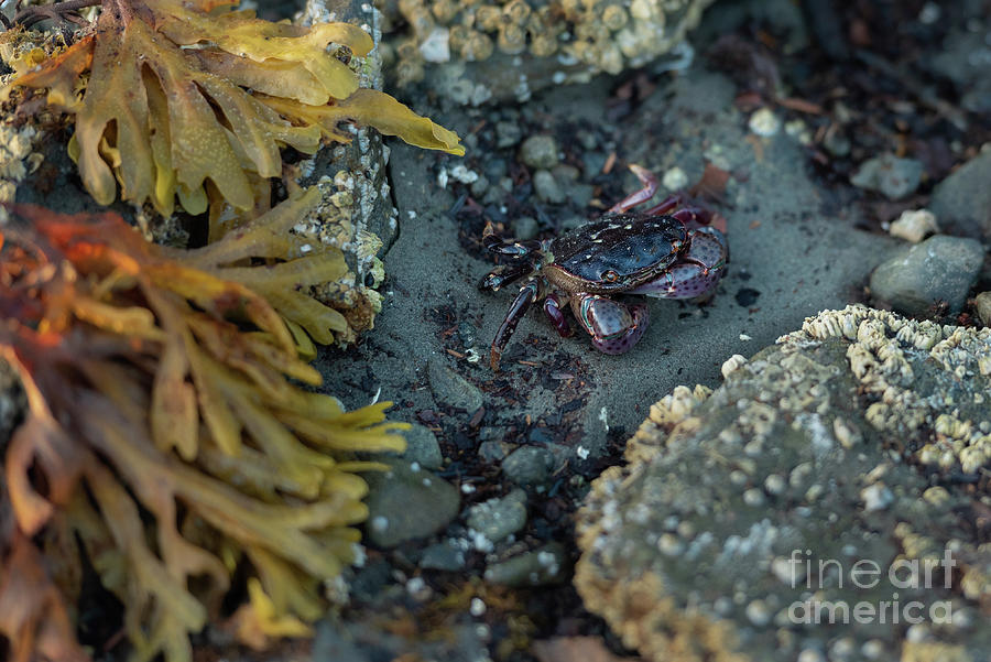 Animal Photograph - Purple Shore Crab in the Barnacle Zone by Nancy Gleason