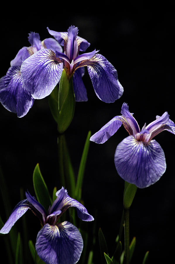 Purple siberian iris Dorset England Photograph by Loren Dowding