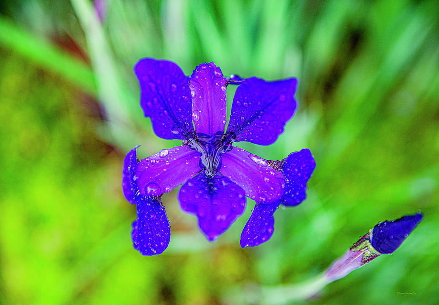 Purple Siberian Iris Photograph by Diane Lindon Coy