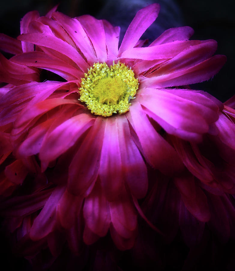 Purple Silk Flower Photograph by Toni Hopper