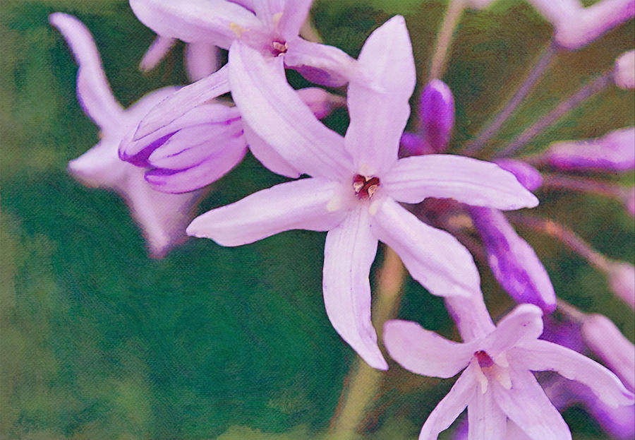 Purple Spider Lily Flowers Digital Art by Gaby Ethington - Fine Art America