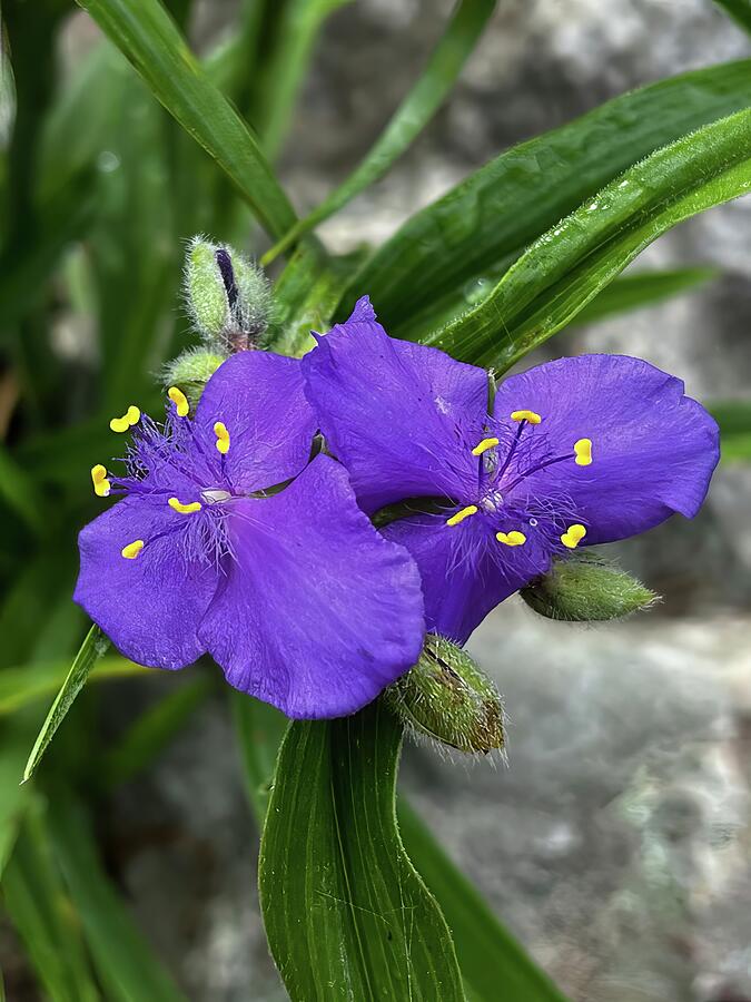 Purple Spiderwort Bloom Photograph by Deb Beausoleil
