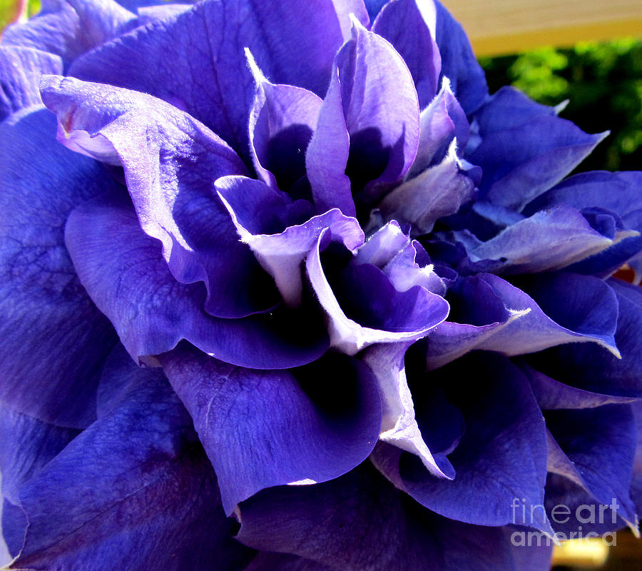 Purple Splendour Photograph by Valerie Travers