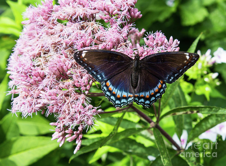 Purple Spotted Butterfly on Joe Pyeweed Photograph by Barbara McMahon