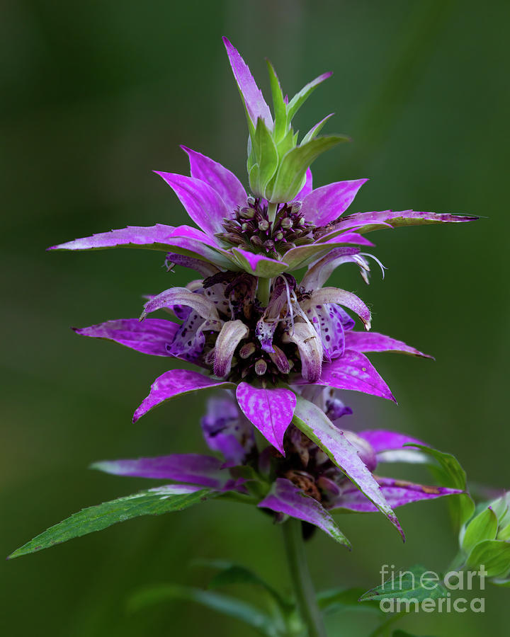 Purple Spotted Horsemint Photograph by Barbara Bowen