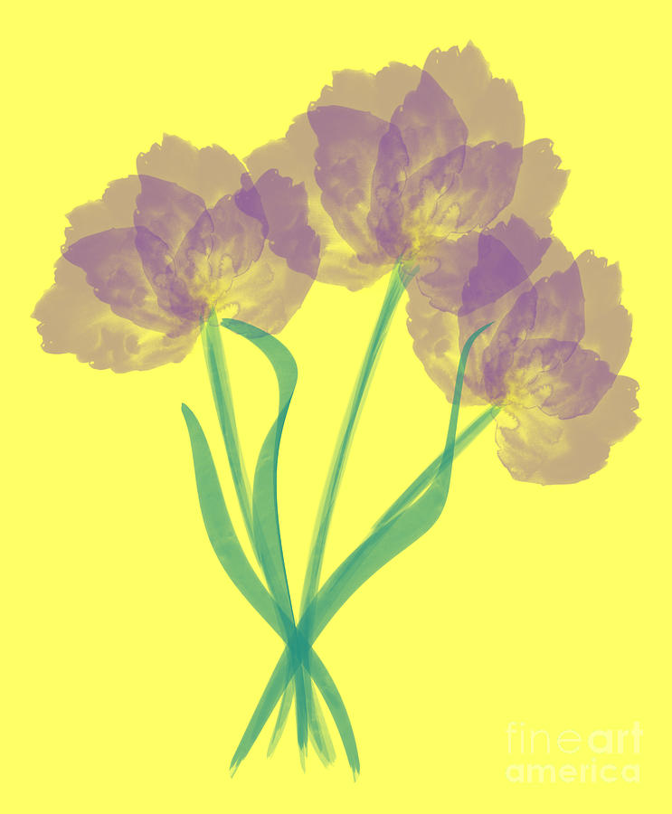 Purple Spring Flowers Digital Art by Iris Richardson
