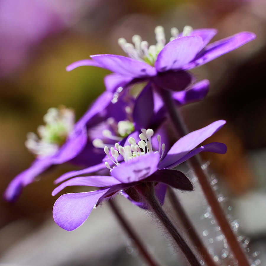 Purple spring. Hepatica Photograph by Jouko Lehto