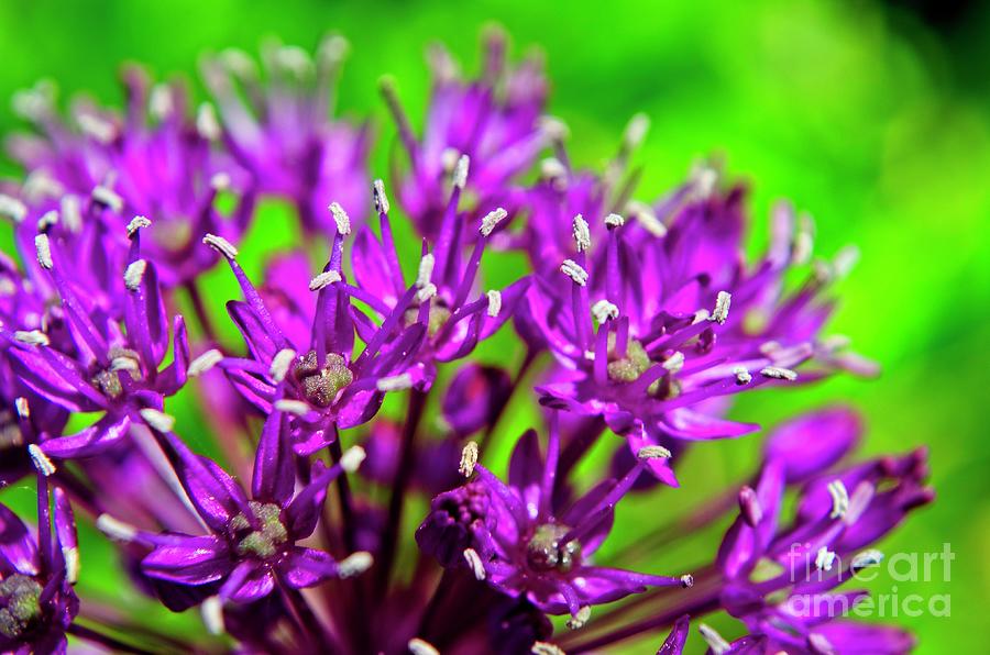 Purple Spring Photograph